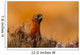 Red Grouse 