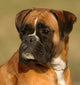 Boxer 7 Wall Mural