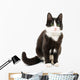 Black & White Cat 