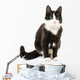 Black & White Cat 