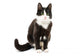 Black & White Cat 