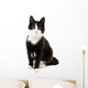 Black White Cat 