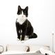 Black White Cat 