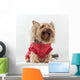 Yorkshire Terrier Clothes Wall Decal
