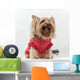Yorkshire Terrier Clothes Wall Decal