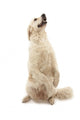 Golden Retriever Wall Decal