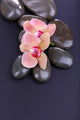 Composition with Beautiful Blooming Orchid with Water Drops and 