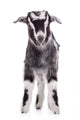 Farm Animal Goat Isolated Wall Decal