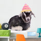 Farm Animal Goat Wall Decal