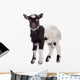 farm animal goat isolated 