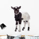 farm animal goat isolated 