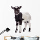 farm animal goat isolated 