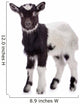 farm animal goat isolated 
