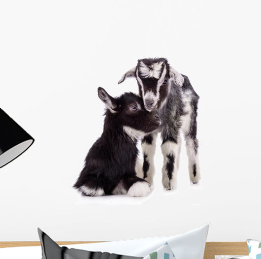 Farm Animal Goats Isolated 