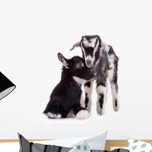 Farm Animal Goats Isolated 