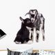 Farm Animal Goats Isolated 