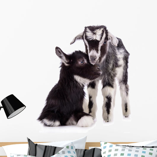 Farm Animal Goats Isolated 