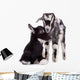 Farm Animal Goats Isolated 