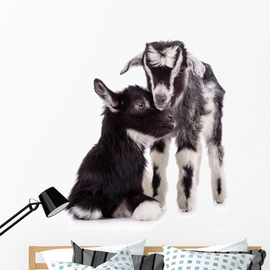 Farm Animal Goats Isolated 