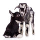 Farm Animal Goats Isolated 