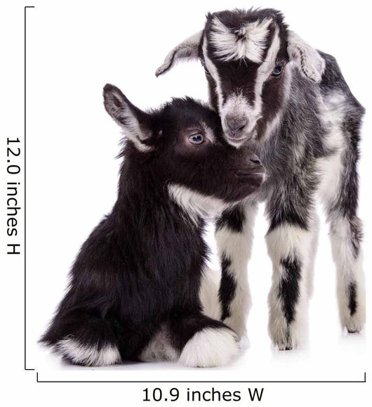 Farm Animal Goats Isolated 