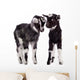 Farm Animal Goats Isolated 