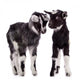 Farm Animal Goats Isolated 