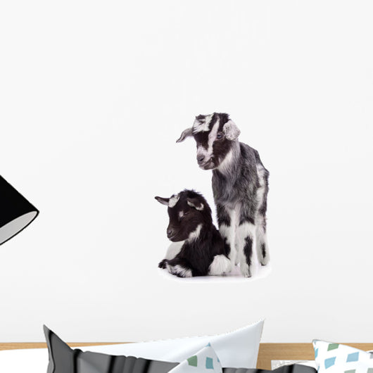 two newborn goat Wall Mural