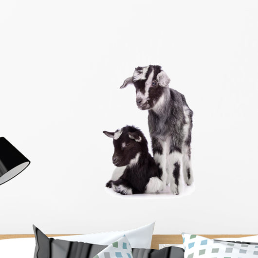 two newborn goat Wall Mural