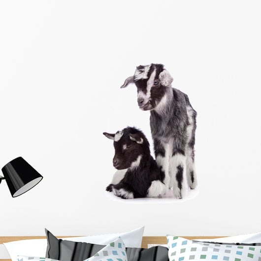 two newborn goat Wall Mural