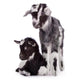 two newborn goat Wall Mural
