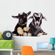 Goats and Chickens 