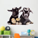 Goats and Chickens 