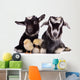 Goats and Chickens 