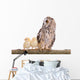 Owl with Newborn Chickens Wall Decal