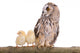 Owl with Newborn Chickens Wall Decal
