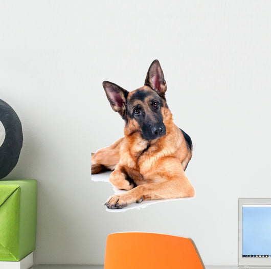 German Shepherd Isolated on White Background, Lying Down. Wall Decal