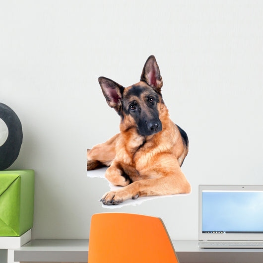 German Shepherd Isolated on White Background, Lying Down. Wall Decal