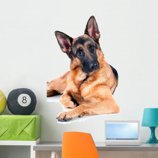 German Shepherd Isolated on White Background, Lying Down. Wall Decal