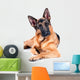 German Shepherd Isolated on White Background, Lying Down. Wall Decal