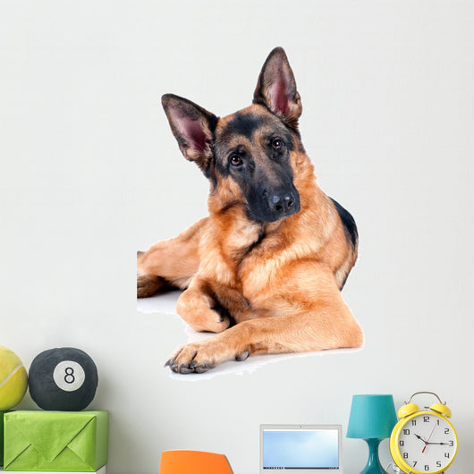 German Shepherd Isolated on White Background, Lying Down. Wall Decal