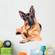 German Shepherd Isolated on White Background, Lying Down. Wall Decal