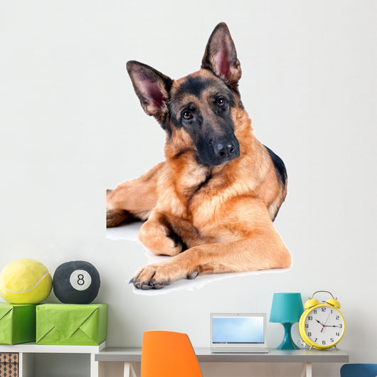 German Shepherd Isolated on White Background, Lying Down. Wall Decal