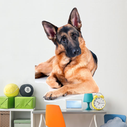 German Shepherd Isolated on White Background, Lying Down. Wall Decal