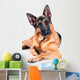 German Shepherd Isolated on White Background, Lying Down. Wall Decal