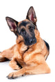 German Shepherd Isolated on White Background, Lying Down. Wall Decal