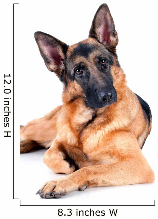 German Shepherd Isolated on White Background, Lying Down. Wall Decal