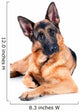 German Shepherd Isolated on White Background, Lying Down. Wall Decal