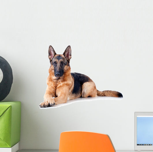 German Shepherd isolated on white background 