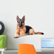 German Shepherd isolated on white background 